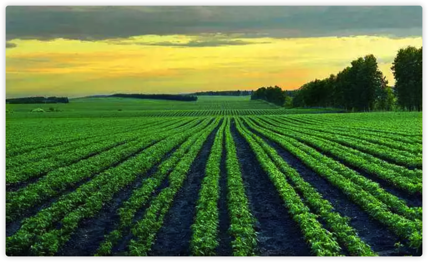 高科技生态农业产业化时代来临，生产方式和消费方式发生重大改变。