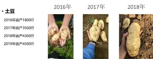量子土豆，单株和亩产逐年提升