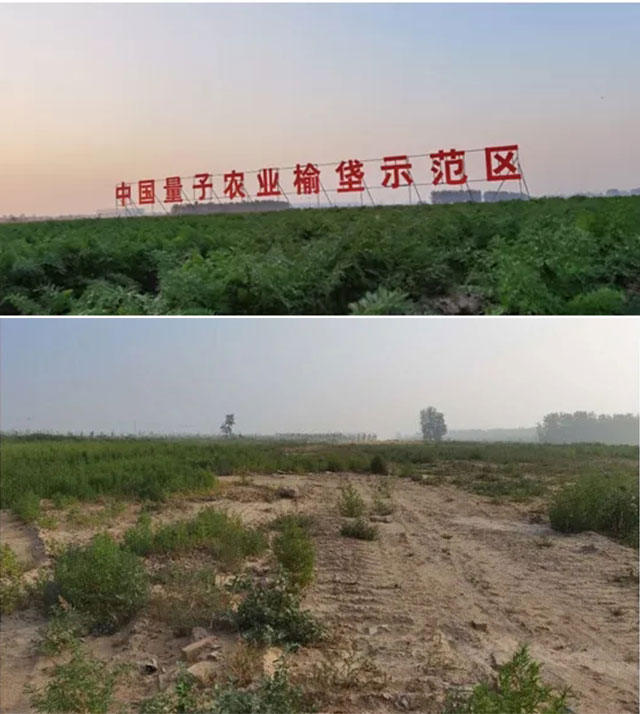 中国量子农业榆垡示范区动工前的样子